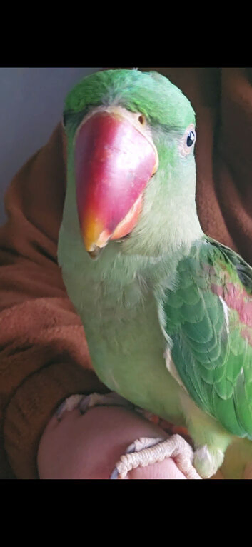 Alexandrine parakeet