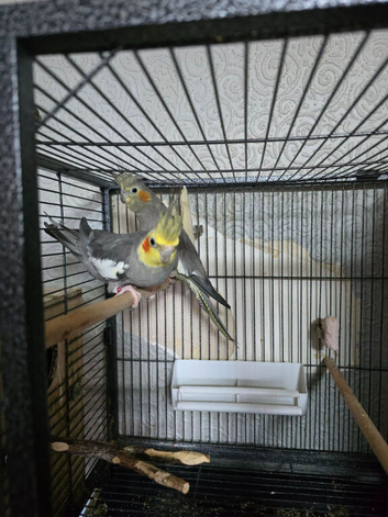 Lovely & Tame Proven Pair of Grey Cockatiels (Closed Ringed 2024)