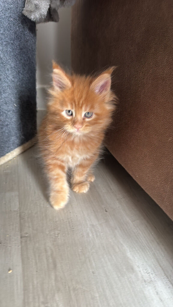 Beautiful Red Maine Coon Kittens &ndash; Little Garfields