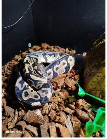 Royal python and setup