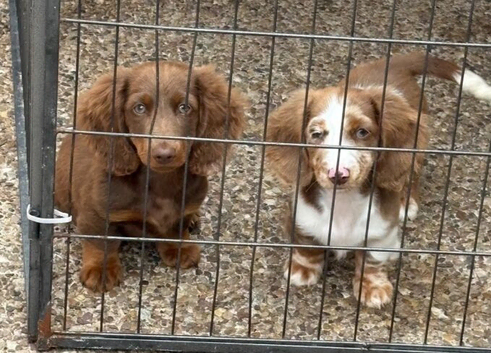 Long haired miniature Dachshund puppies