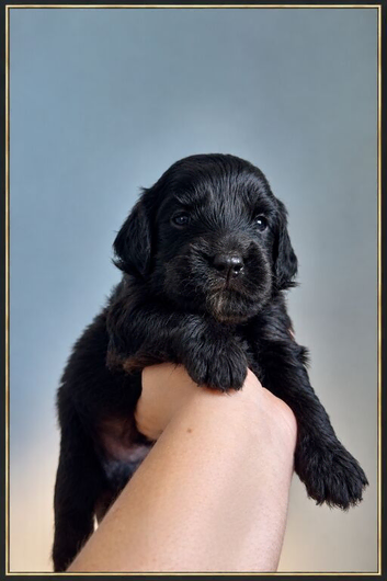 Mesmerizing golden doodle baby's