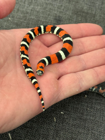 TRI COLOUR HOGNOSE SNAKES WOW!!