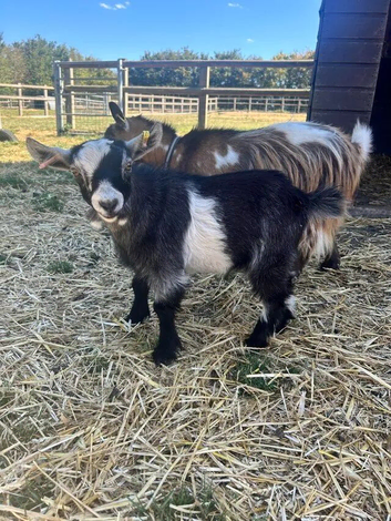 Pygmy goat boys for sale