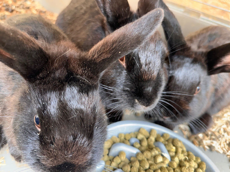 3 gorgeous full black rabbits