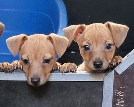 Jack Russell puppies READY NOW