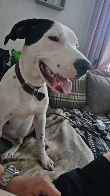American bully cross dalmation puppy