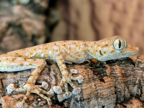Rare fan footed gecko