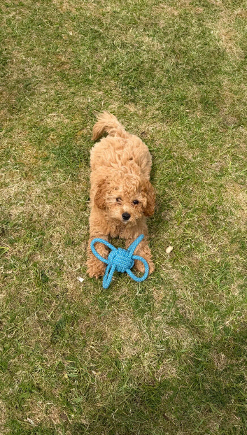 16 weeks old