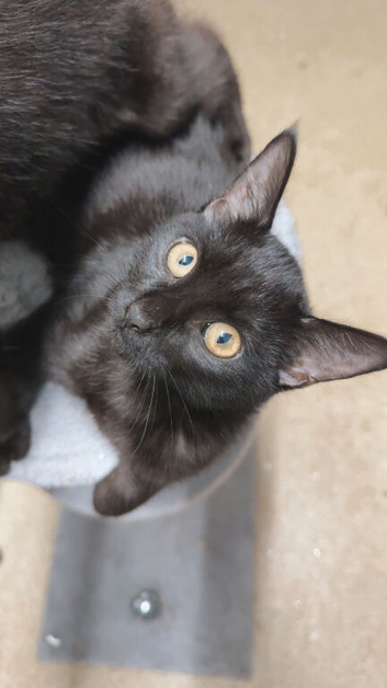 Rehome asap Black female cat