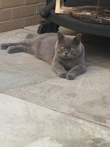British shorthair for STUD ONLY &pound;180