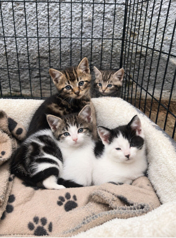Kittens for sale
