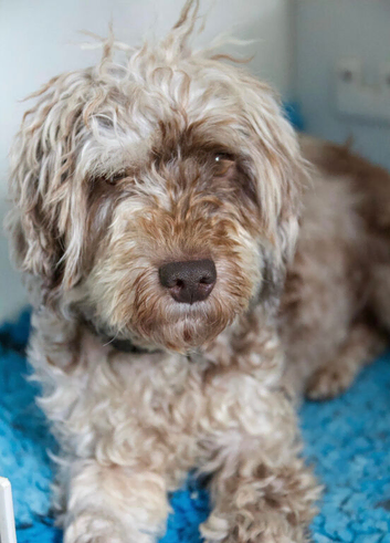 Loverly cockapoo girl