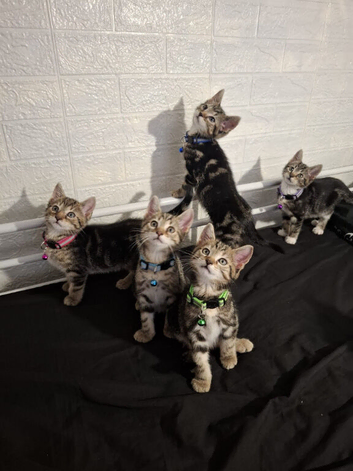 6 kittens 3 males 3 females available