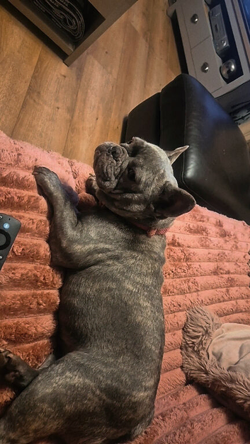 French bulldog girl
