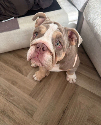 Male English bulldog