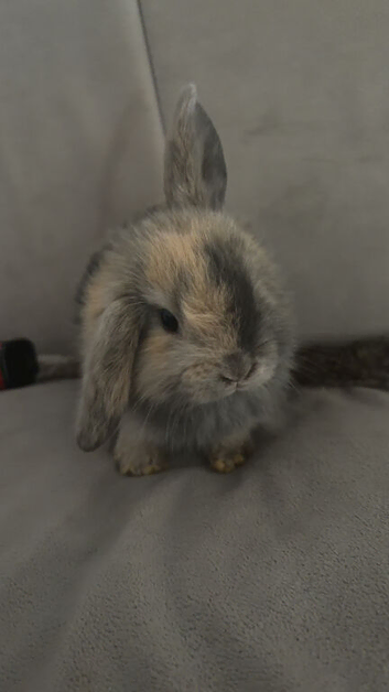 Mini lops
