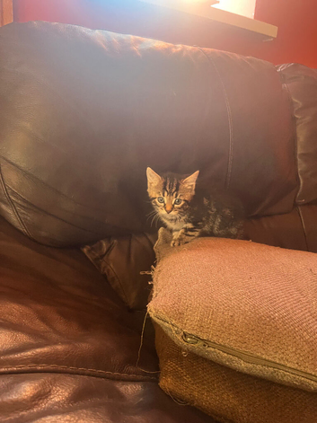 Kittens looking for their forever homes