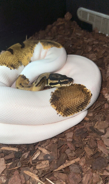 Ball pythons for sale