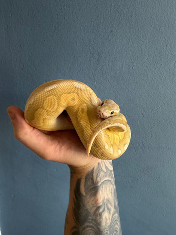 Banana silver streak ball python