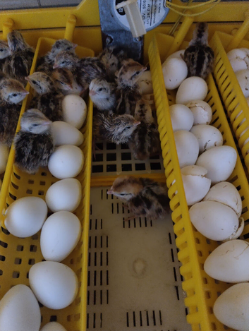 Quail chicks