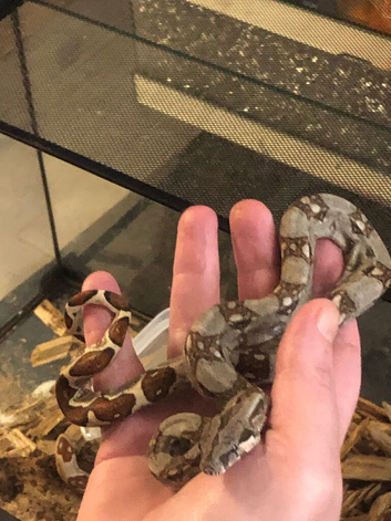 Clutch of Boas for sale.