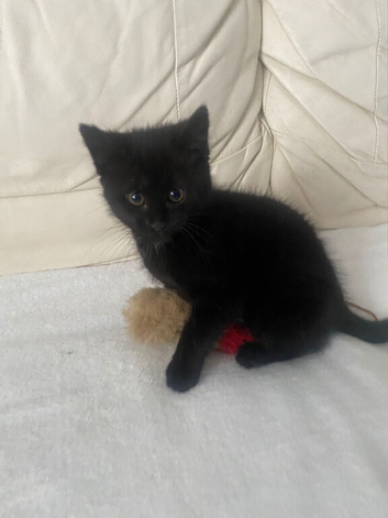 Adorable  Black Turkish Angora