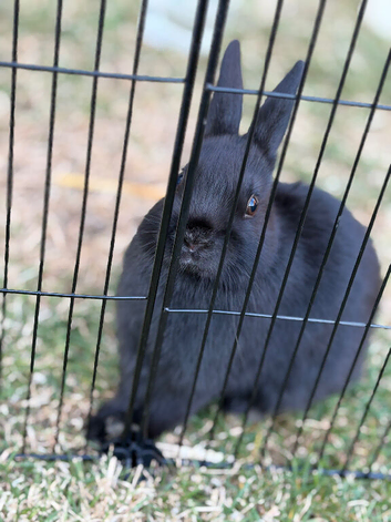 1 Male Netherland Dwarf Bunny for sale
