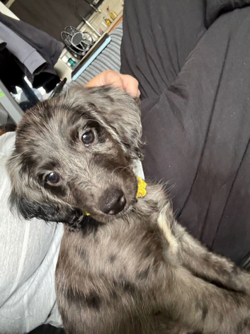 Female Cockapoo Puppy