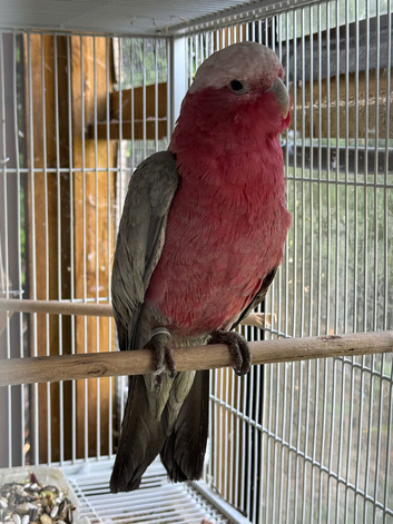 Parrots available