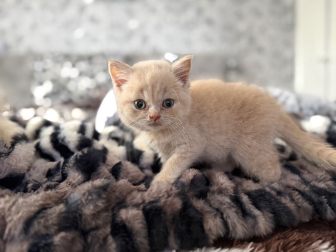 British shorthair Boy
