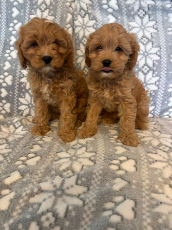 Cavapoo puppys