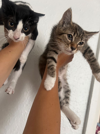 Kittens for sale!