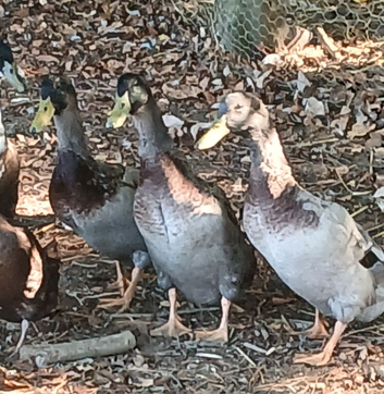 Indian runner Drakes