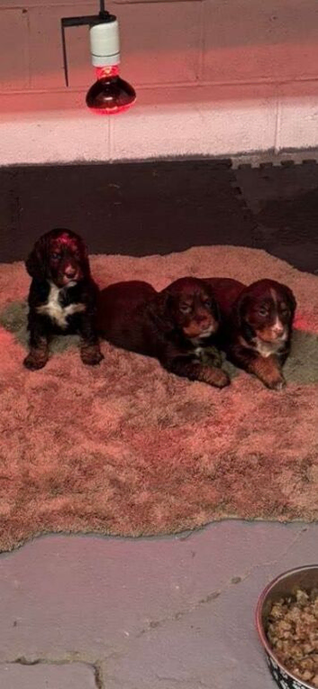 2 lovely male cocker spaniels