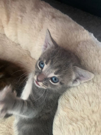 Kittens Urgently looking for a forever home