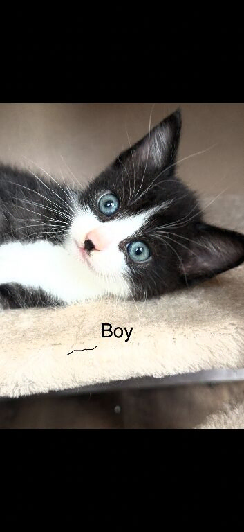 Cute kittens