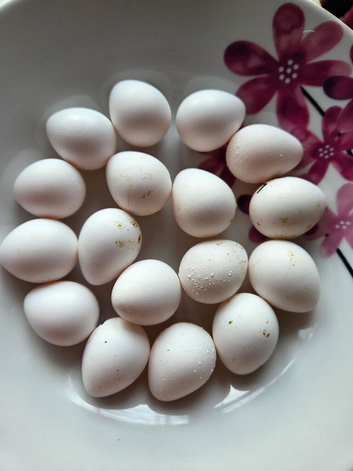 Bobwhite eggs for sale