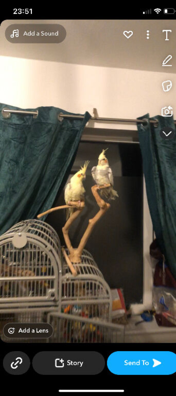 2 breeding pair cockatiels