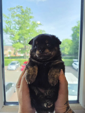ONE Beautiful pomchi Boy left