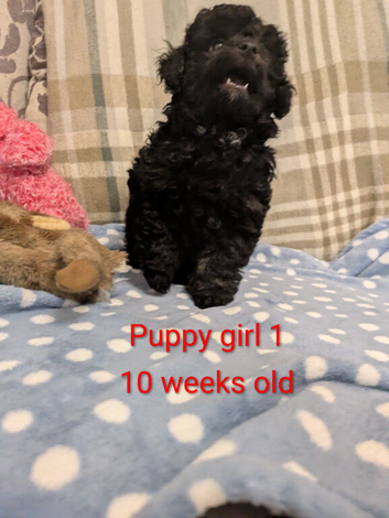 Toy poodles KC reg 2 black puppy girls first  vaccination completed with first vet health check ️
