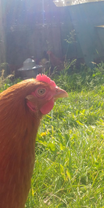 Warren Loham Brown hens