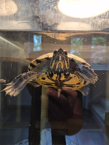 Male Slider turtle, huge Juwel tank and accessories