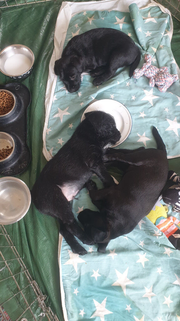 Two female Patterdale terriers for sale