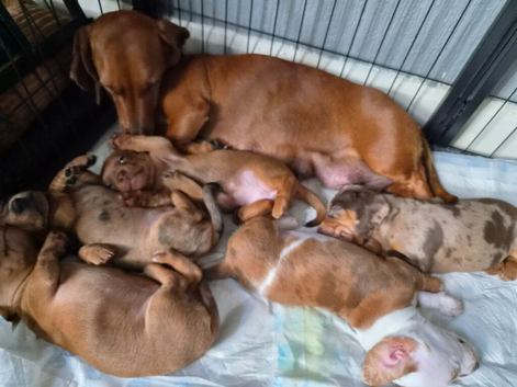 Minature Dachshunds (Short -haired)