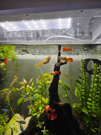 Guppies