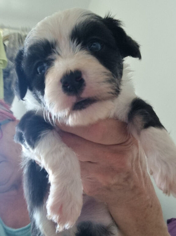 Chinese Crested Powder Puff Puppies &ndash; 3 Boys & 1 Girl &ndash; Ready Now