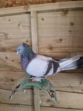 Very good quality of turkish tumbler pigeons