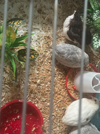 Button Quail with full Setup cage.