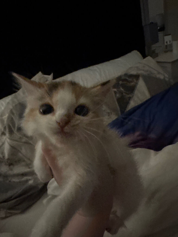 Kitten